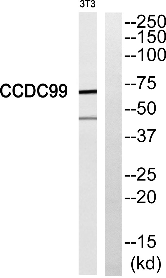 Western blot analysis of CCDC99 Antibody