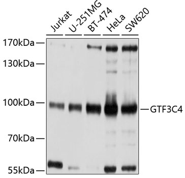 Western blot analysis of extracts of various cell lines, using GTF3C4 antibody  at 1:1000 dilution