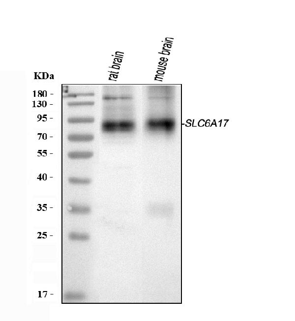Figure 1. Western blot analysis of SLC6A17 using anti-SLC6A17 antibody (A12725-1). Electrophoresis was performed on a 5-20% SDS-PAGE gel at 70V (Stacking gel) / 90V (Resolving gel) for 2-3 hours. The sample well of each lane was loaded with 30 ug of sample unde r reducing conditions. Lane 1: rat brain tissue lysates, Lane 2: mouse brain tissue lysates. After electrophoresis, proteins were transferred to a nitrocellulose membrane at 150 mA for 50-90 minutes. Blocked the membrane with 5% non-fat milk/TBS for 1.5 hour at RT. The membrane was incubated with rabbit anti-SLC6A17 antigen affinity purified polyclonal antibody (Catalog # A12725-1) at 0.5 microg/mL overnight at 4°C, then washed with TBS-0.1%Tween 3 times with 5 minutes each and probed with a goat anti-rabbit IgG-HRP secondary antibody at a dilution of 1:5000 for 1.5 hour at RT. The signal is developed using an Enhanced Chemiluminescent detection (ECL) kit (Catalog # EK1002) with Tanon 5200 system. A specific band was detected for SLC6A17 at approximately 81 kDa. The expected band size for SLC6A17 is at 81 kDa.