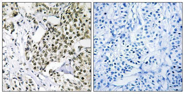 a12728 1 cage1 primary antibodies ihc testing 1