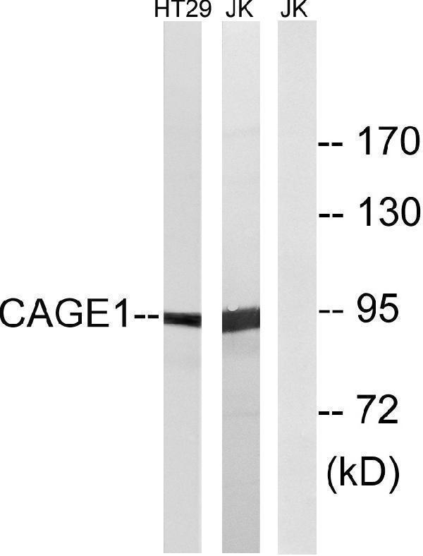 a12728 1 cage1 primary antibodies wb testing 3