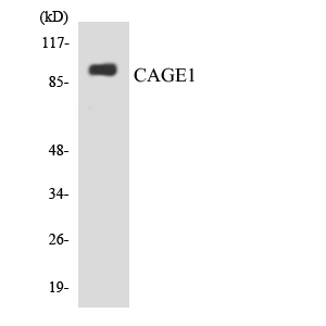 a12728 1 cage1 primary antibodies wb testing 4