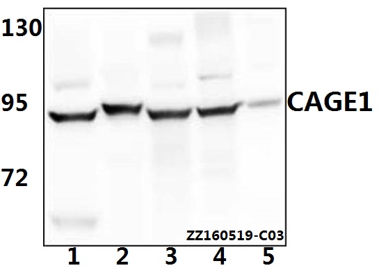 a12728 cage1 primary antiboties wb testing 1