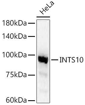 a12735 ints10 primary antiboties wb testing 1