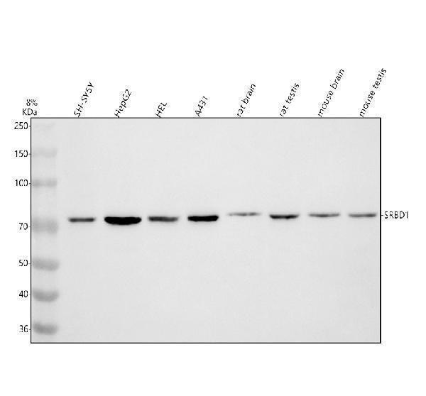  Western blot analysis of SRBD1 using anti-SRBD1 antibody (A12736-1)