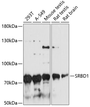 Western blot analysis of extracts of various cell lines, using SRBD1 antibody  at 1:3000 dilution