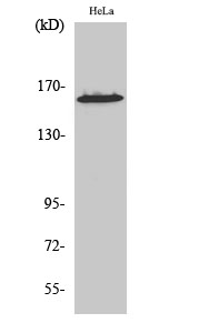 Western Blot analysis of various cells using ZNF608 Polyclonal Antibody diluted at 1:500