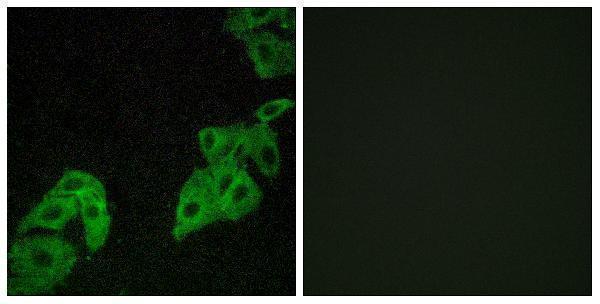 Immunofluorescence analysis of A549 cells, using OR4C3 Antibody