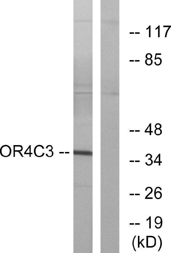 Western blot analysis of lysates from K562 cells, using OR4C3 Antibody
