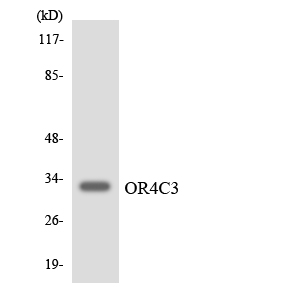 Western blot analysis of the lysates from COLO205 cells using OR4C3 antibody