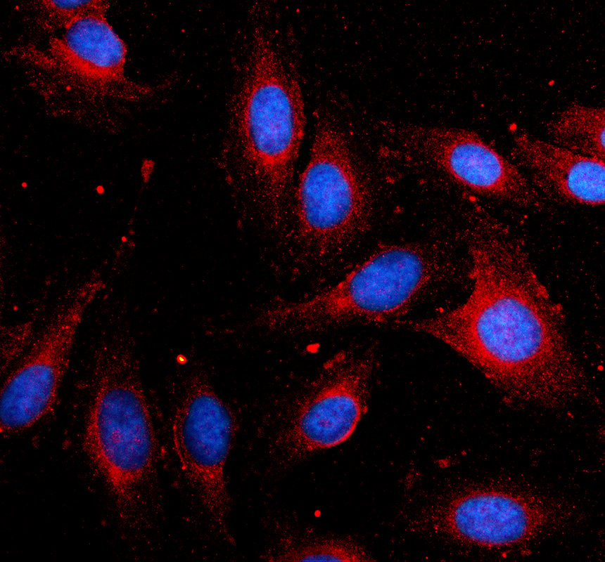 a12749 1 mrps7 primary antibodies if testing 1