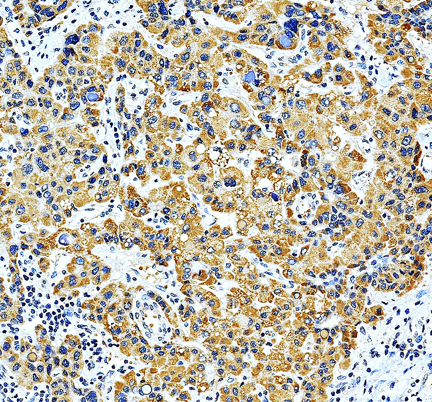 a12749 1 mrps7 primary antibodies ihc testing 2