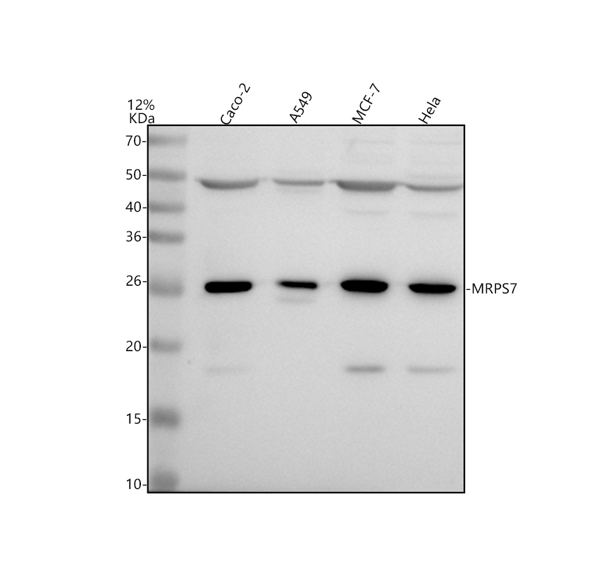 a12749 1 mrps7 primary antibodies wb testing 1