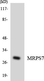 Western blot analysis of the lysates from HeLa cells using MRPS7 antibody