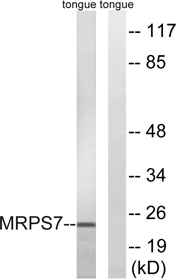 Western blot analysis of lysates from rat tongue cells, using MRPS7 Antibody