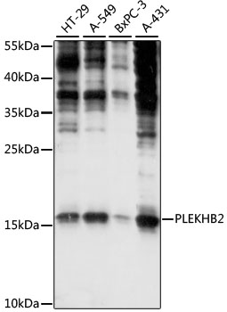 a12755 plekhb2 primary antiboties wb testing 1