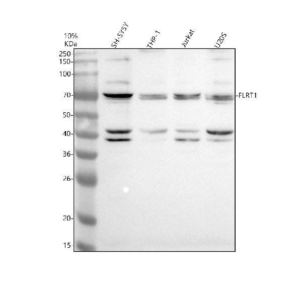 a12756 1 flrt1 primary antibodies wb testing 1