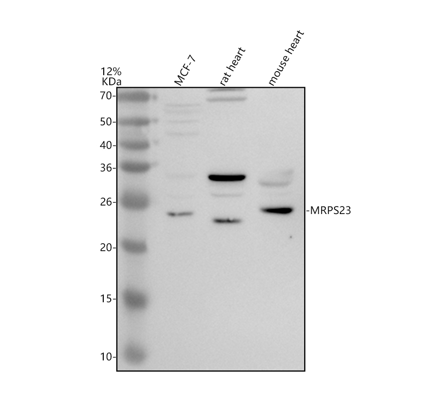 a12760 mrps23 primary antibodies wb testing 1