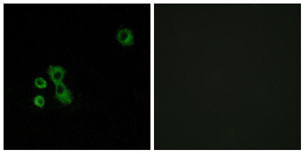 a12764 tas2r7 primary antibodies if testing 1