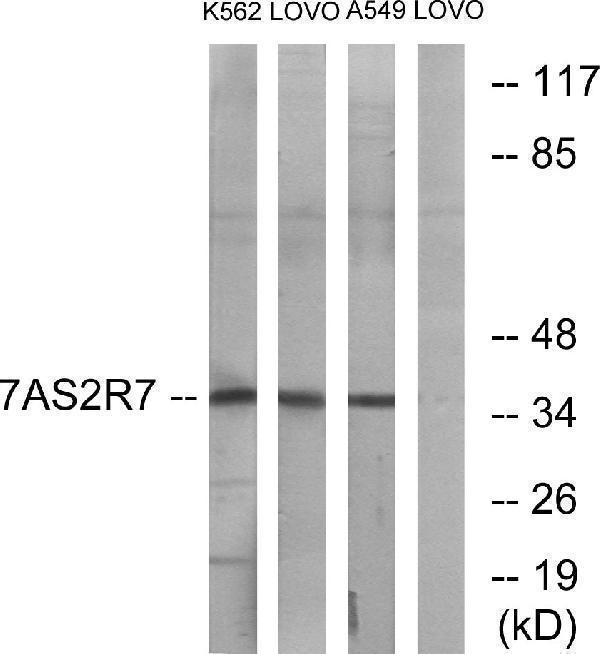 a12764 tas2r7 primary antibodies wb testing 2