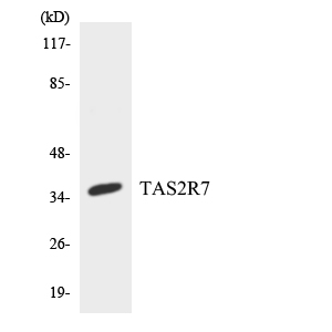 a12764 tas2r7 primary antibodies wb testing 3