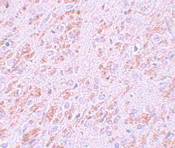 Immunohistochemistry of VENTX in rat brain tissue with VENTX antibody at 5 μg/mL