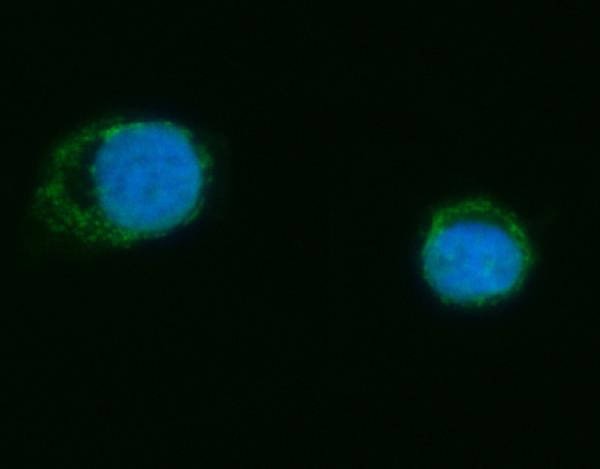 Figure 4. IF analysis of MRPS18B using anti-MRPS18B antibody (A12773-1). MRPS18B was detected in an immunocytochemical section of T47D cells. Enzyme antigen retrieval was performed using IHC enzyme antigen retrieval reagent (AR0022) for 15 mins. The cells were blocked with 10% goat serum. And then incubated with 5 microg/mL rabbit anti-MRPS18B Antibody (A12773-1) overnight at 4°C. DyLight®488 Conjugated Goat Anti-Rabbit IgG (BA1127) was used as secondary antibody at 1:100 dilution and incubated for 30 minutes at 37°C. The section was counterstained with DAPI. Visualize using a fluorescence microscope and filter sets appropriate for the label used.