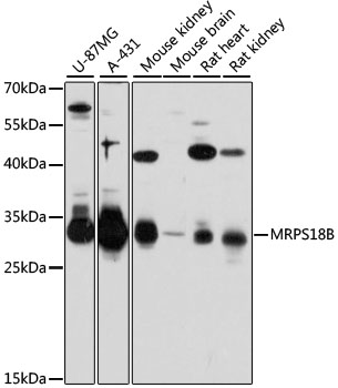 Western blot analysis of extracts of various cell lines, using MRPS18B antibody  at 1:3000 dilution