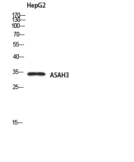 Western Blot (WB) analysis of HepG2 using ASAH3 antibody