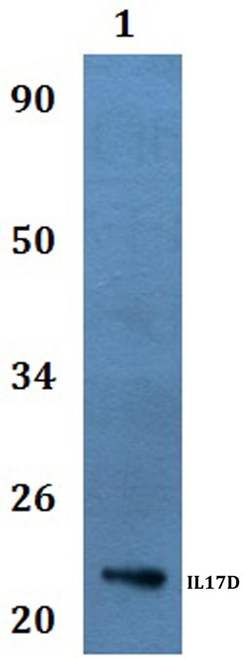 Western blot (WB) analysis of IL17D polyclonal antibody at 1:500 dilution
Line1:Hela whole cell lysate