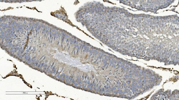  IHC analysis of COX8A using anti-COX8A antibody (A12782-1)