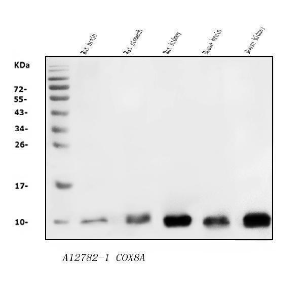  Western blot analysis of COX8A using anti-COX8A antibody (A12782-1)