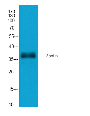a12784 apol6 primary antibodies wb testing 1
