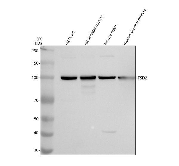 a12785 1 fsd2 primary antibodies wb testing 1
