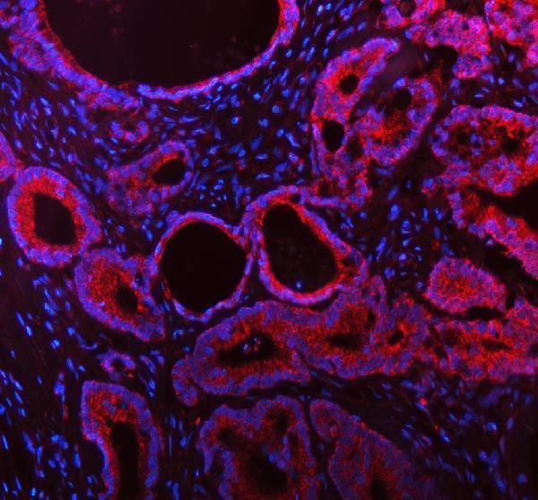 a12786 malsu1 primary antibodies if testing 14
