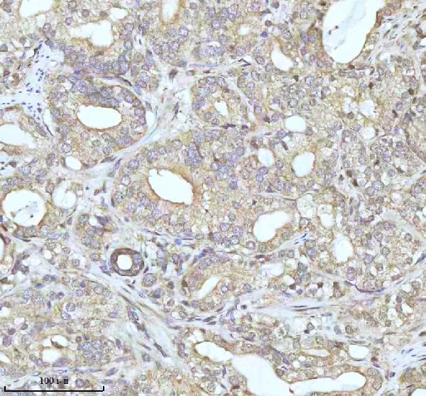 a12786 malsu1 primary antibodies ihc testing 11