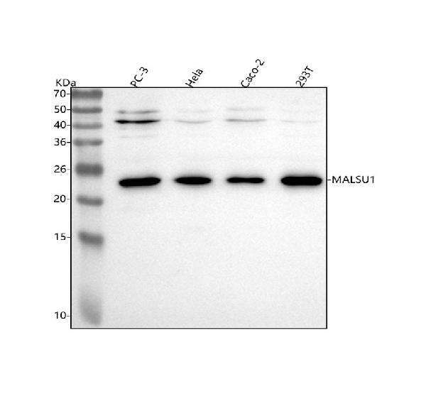 Figure 1. Western blot analysis of C7orf30/MALSU1 using anti-C7orf30/MALSU1 antibody (A12786). Electrophoresis was performed on a 5-20% SDS-PAGE gel at 70V (Stacking gel) / 90V (Resolving gel) for 2-3 hours. The sample well of each lane was loaded with 30 ug of sample under reducing conditions. Lane 1: human PC-3 whole cell lysates, Lane 2: human Hela whole cell lysates, Lane 3: human Caco-2 whole cell lysates, Lane 4: human 293T whole cell lysates. After electrophoresis, proteins were transferred to a nitrocellulose membrane at 150 mA for 50-90 minutes. Blocked the membrane with 5% non-fat milk/TBS for 1.5 hour at RT. The membrane was incubated with rabbit anti-C7orf30/MALSU1 antigen affinity purified polyclonal antibody (Catalog # A12786) at 0.5 microg/mL overnight at 4°C, then washed with TBS-0.1%Tween 3 times with 5 minutes each and probed with a goat anti-rabbit IgG-HRP secondary antibody at a dilution of 1:5000 for 1.5 hour at RT. The signal is developed using an Enhanced Chemiluminescent detection (ECL) kit (Catalog # EK1002) with Tanon 5200 system. A specific band was detected for C7orf30/MALSU1 at approximately 24 kDa. The expected band size for C7orf30/MALSU1 is at 26 kDa.