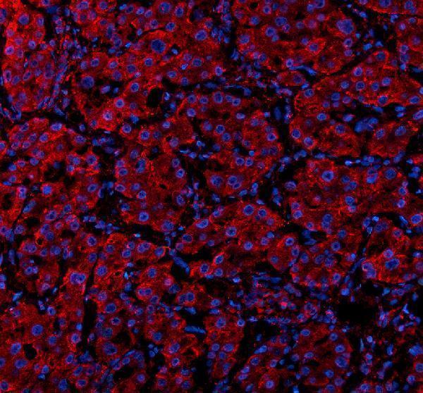 a12788 suco primary antibodies if testing 1