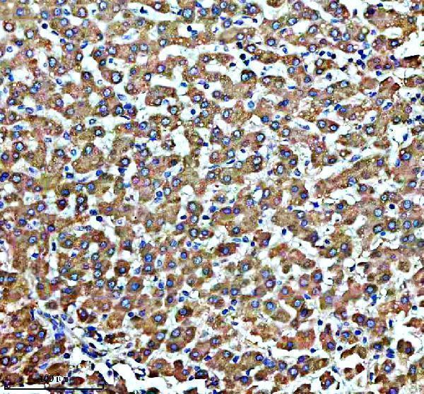 a12788 suco primary antibodies ihc testing 2