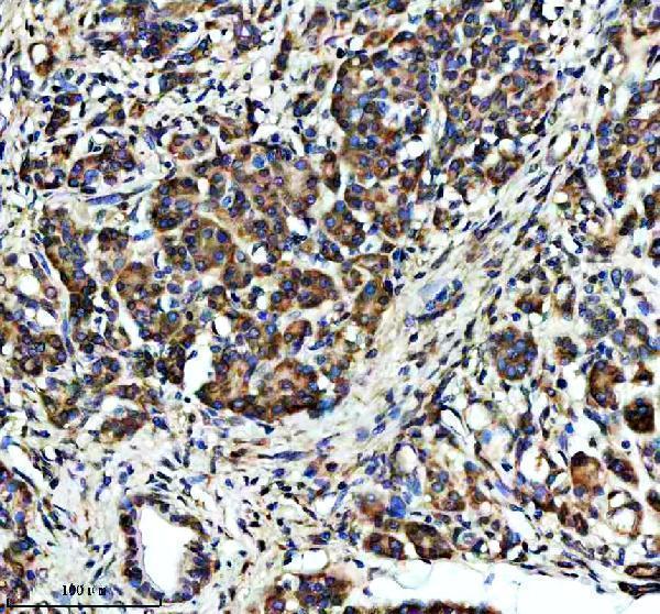 a12788 suco primary antibodies ihc testing 3