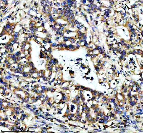 a12788 suco primary antibodies ihc testing 4