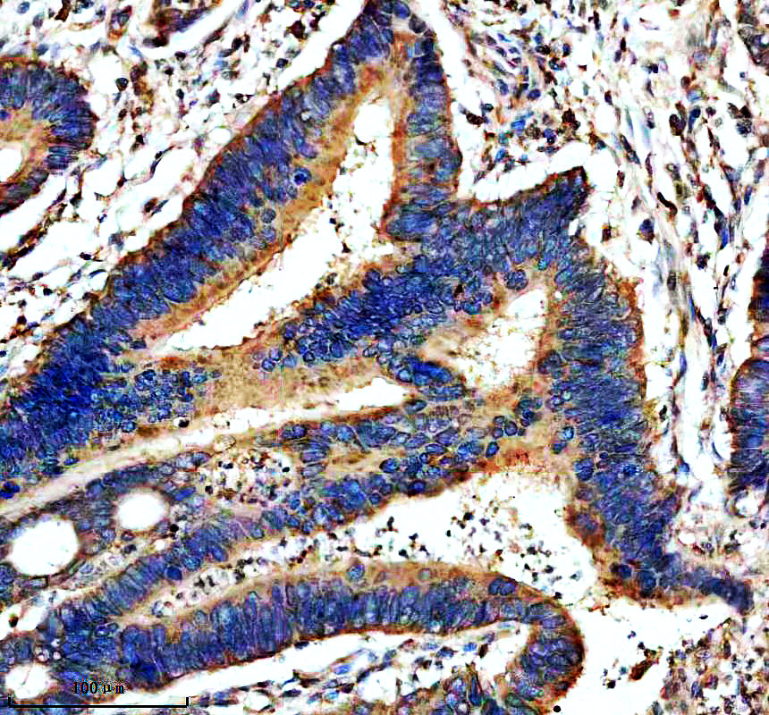 IHC analysis of NOMO1/2/3 using anti-NOMO1/2/3 antibody (A12789-3)