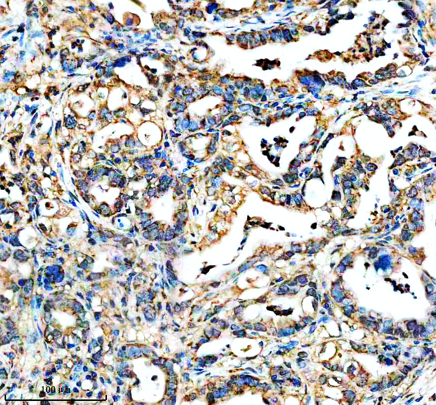 IHC analysis of NOMO1/2/3 using anti-NOMO1/2/3 antibody (A12789-3)