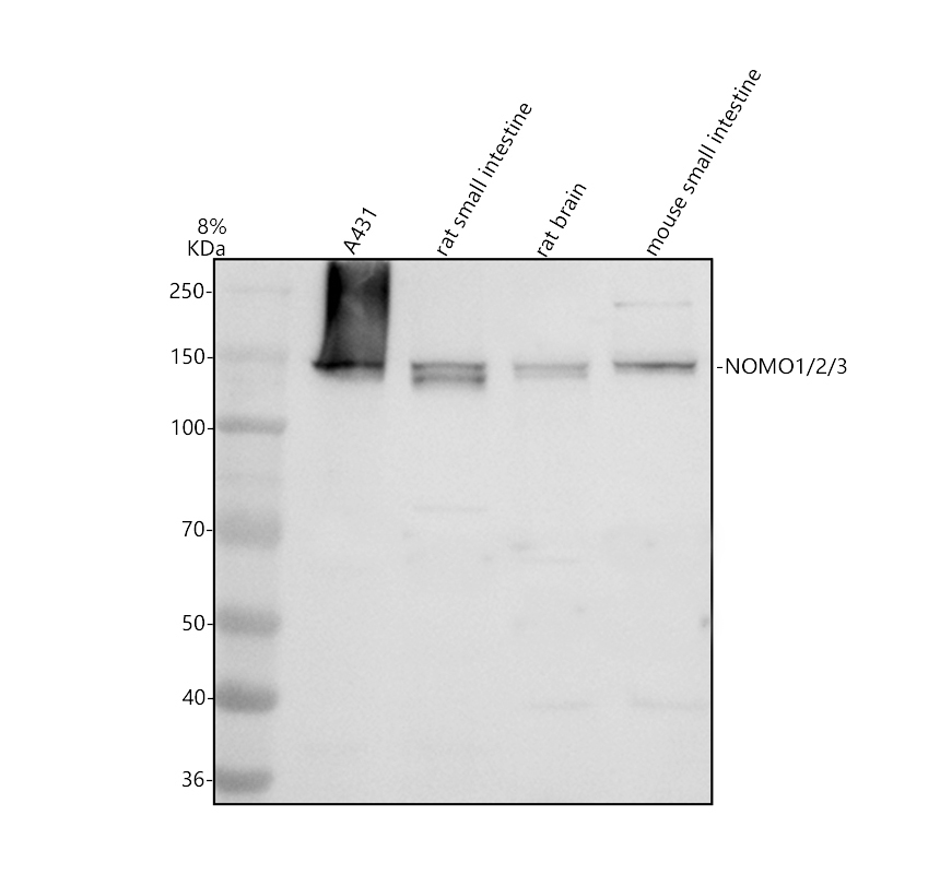 Western blot analysis of NOMO1/2/3 using anti-NOMO1/2/3 antibody (A12789-3)