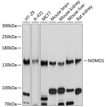 a12789 nomo1 primary antiboties wb testing 1