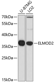 a12791 elmod2 primary antiboties wb testing 1
