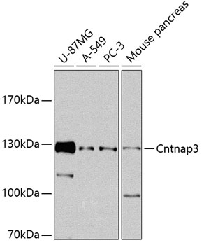 a12795 cntnap3 primary antiboties wb testing 1