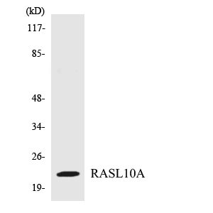 a12803 rasl10a primary antibodies wb testing 1