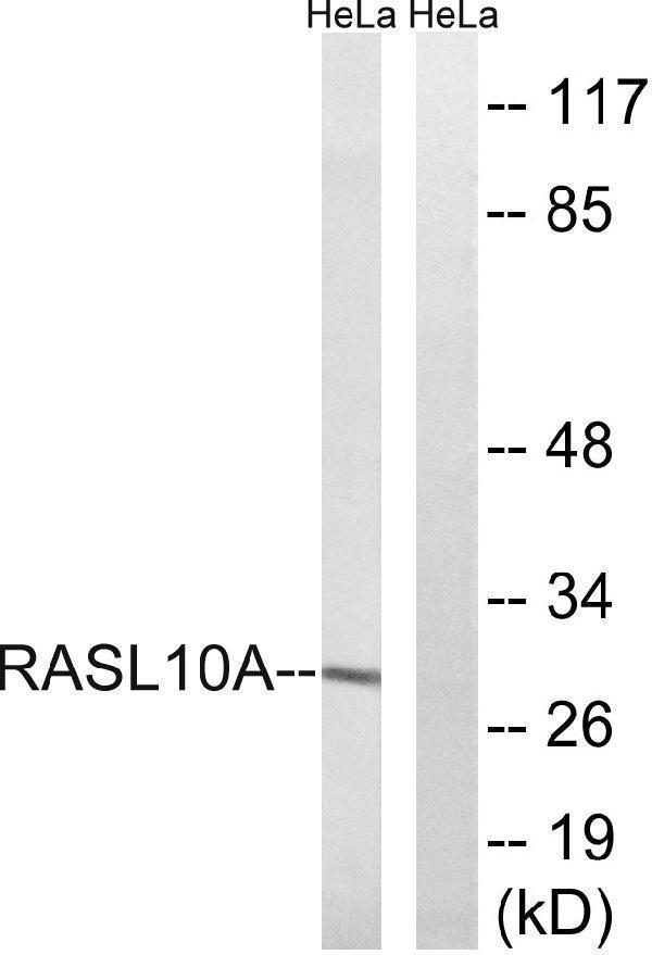 a12803 rasl10a primary antibodies wb testing 2