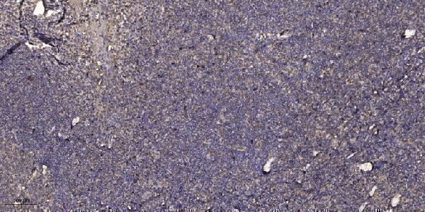 Immunohistochemical analysis of paraffin-embedded human tonsil